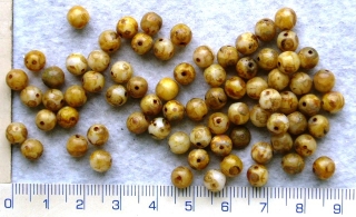 Skleněné korálky, mačkané, béžová žíhaná kulička, 6mm,cca73ks-20g