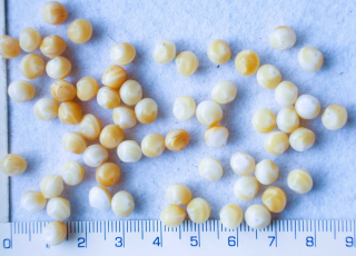 Skleněné korálky, béžovohnědá nepravidelná kulička,6mm,cca64ks-20g