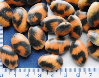 Plastové korálky, oválek tygří vzor,20x13mm,1ks
