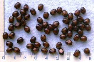 Dřevěné korálky, tm.hnědý oválek, 6,5x5mm,60ks